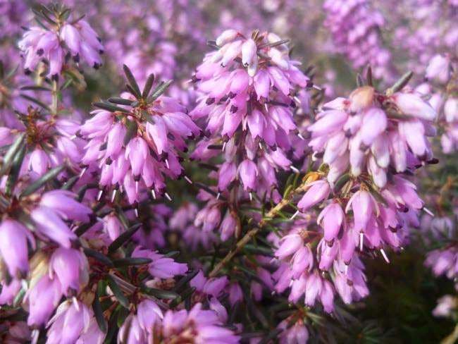 FUNDA (Erica vulgaris)