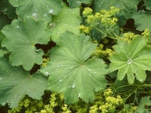 Aslanpençesi faydaları