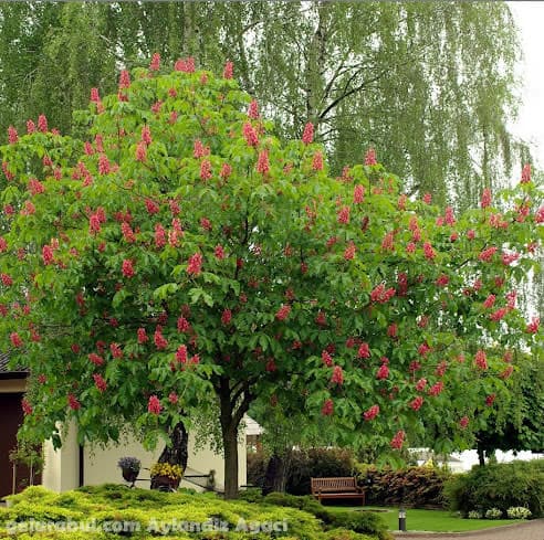 Aylandız faydaları