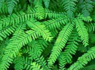 Baldırıkara faydaları