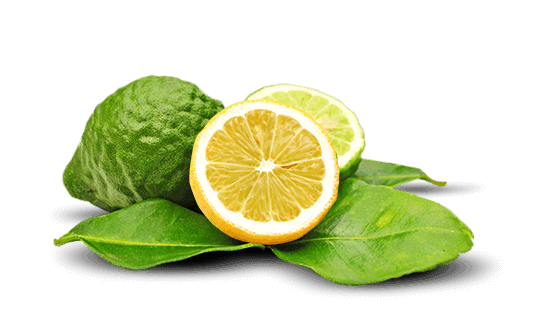 Bergamot