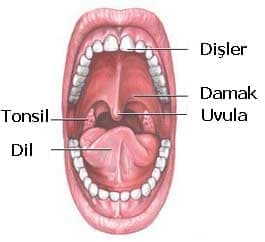 Ağız ve Boğaz Kanseri Belirtileri