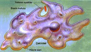 Amip Hastalığı (Amebiazis)