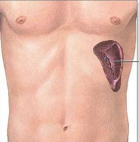 Dalak Büyümesi (Eriş­kin)