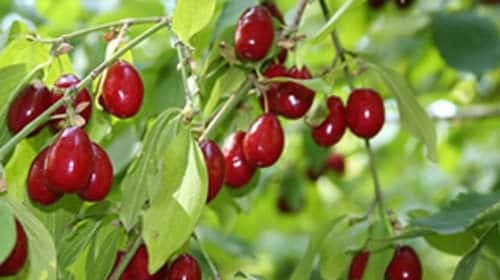 C vitamini deposu “Kızılcık”