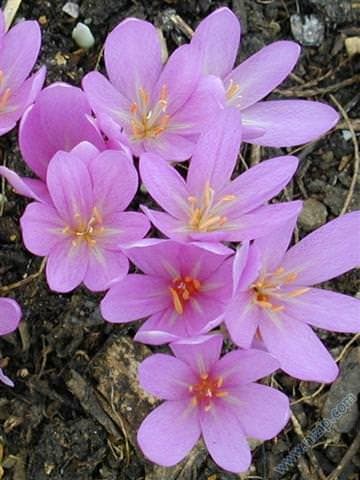 Acı çiğdem faydaları