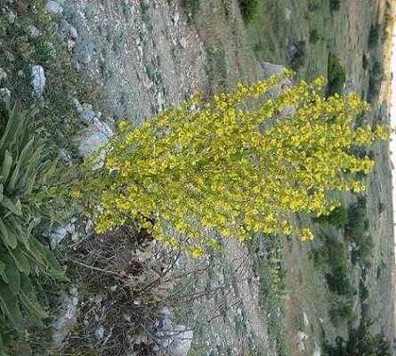 Sığırkuyruğu Faydaları