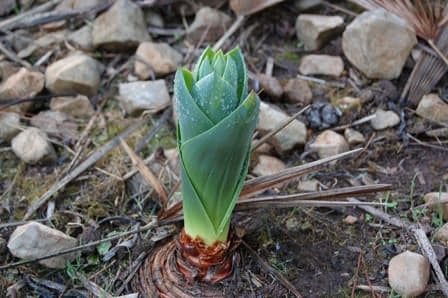 Adasoğanı faydaları