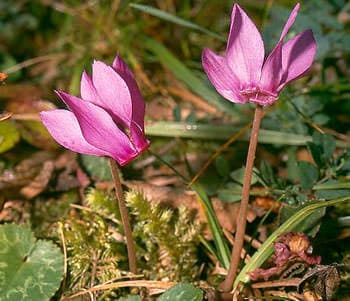 Tavşankulağı Faydaları