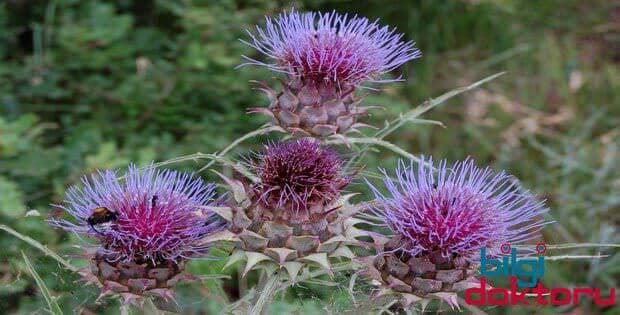 Yabani enginar Faydaları