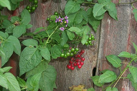 Yabanyasemini Faydaları
