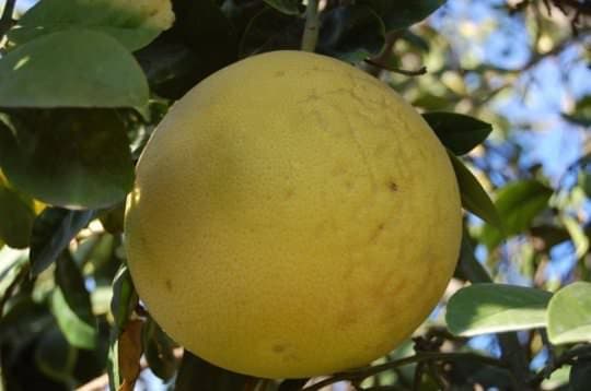 Ağaçkavunu faydaları